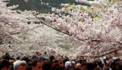 你見過空無一人的中山公園櫻花大道嗎？美！